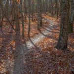 Hickory Mountain Loop