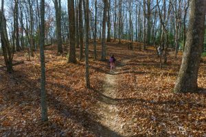 Hickory Mountain Summit