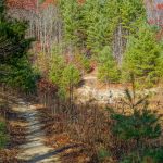 Upper Meadow on Hickory Mountain Loop