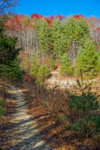 Upper Meadow on Hickory Mountain Loop