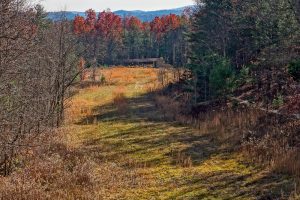 View from Hickory Mountain Loop Trail