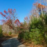 Hickory Mountain Road Meadow