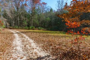 Meadow on Hickory Mountain Road