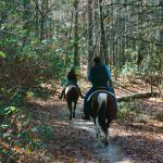 Horses on the Rifle Trail