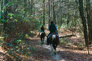 Horses on the Rifle Trail