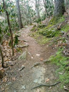 Shut-In Trail Roots