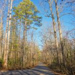 Pine Tree at Campground Connector