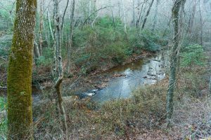 Bent Creek from Campground Connector