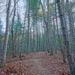 Deerfield Loop Trail Pines