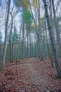 Deerfield Loop Trail Pines