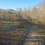 Pine Tree Loop Trail Meadow