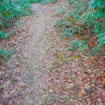 Pine Tree Loop Trail