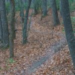 Chestnut Cove Trail Curves