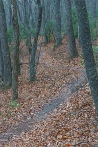 Chestnut Cove Trail Curves