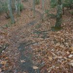 Chestnut Cove Trail Rocks