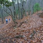 Chestnut Cove Trail Switchbacks