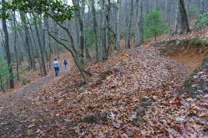 Chestnut Cove Trail Switchbacks