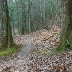 Big Trees on Explorer Loop