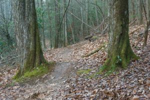 Big Trees on Explorer Loop