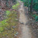 Explorer Loop Mossy Trail