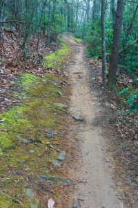 Explorer Loop Mossy Trail