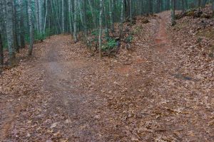 Explorer Loop Trail Junction