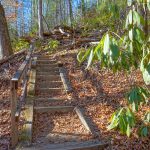 Steps on the Andy Cove Nature Trail