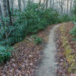 Grassy Road Trail