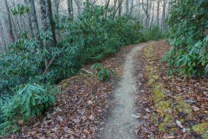 Grassy Road Trail