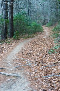 Grassy Road Trail Fast Section