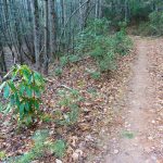 Grassy Road Trail Small Rhododendron