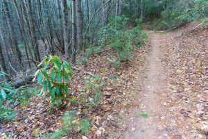 Grassy Road Trail Small Rhododendron