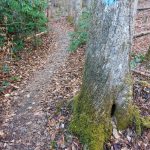 Sycamore Cove Trail Blaze