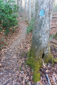 Sycamore Cove Trail Blaze