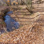 Sycamore Cove Trail and Starnes Branch