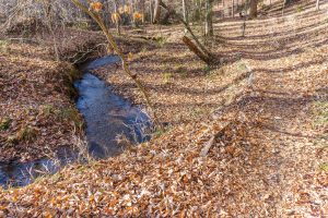 Sycamore Cove Trail and Starnes Branch