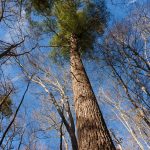 Tall White Pine beside Sycamore Cove Trail