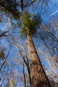 Tall White Pine beside Sycamore Cove Trail