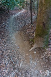 Straight Section of the Black Mountain Trail