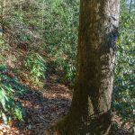 Starens Branch Trail