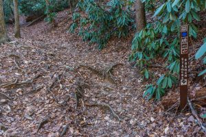 Starens Branch Trail