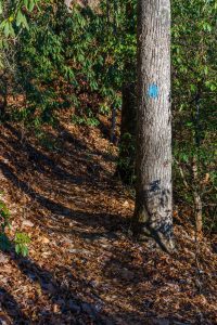 Sycamore Cove Trail Blaze