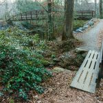 Unofficial Trail beside Davidson River