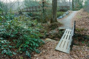 Unofficial Trail beside Davidson River