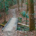 Sycamore Cove Trail Bridge