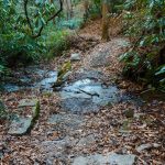 Sycamore Cove Trail Creek Crossing #4