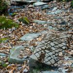 Sycamore Cove Trail Creek Crossing #5