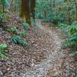 Sycamore Cove Trail Curves