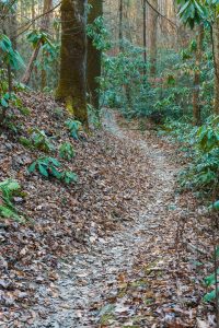 Sycamore Cove Trail Curves