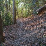 Sycamore Cove Trail Maintenance